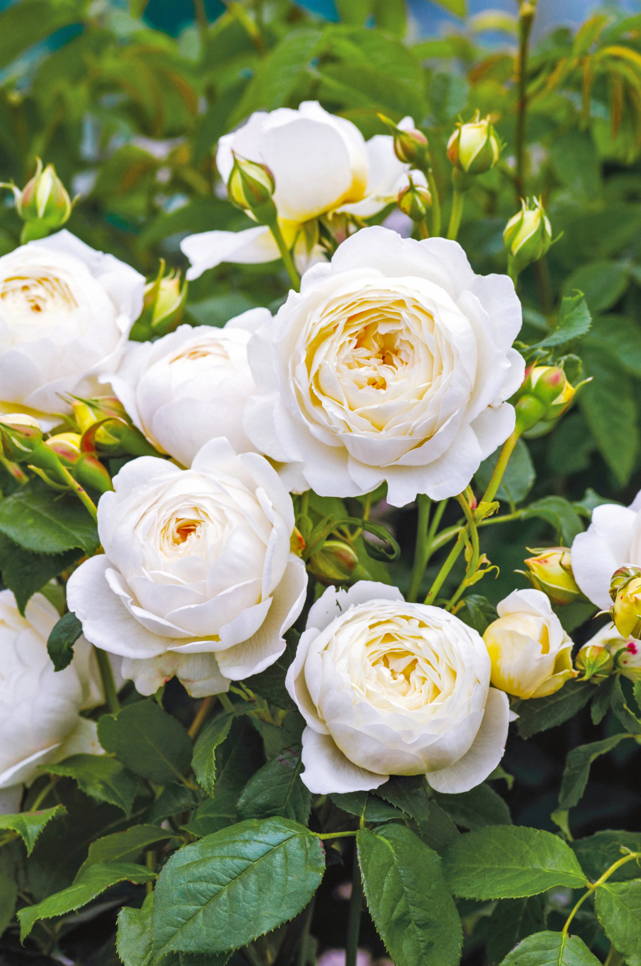 David Austin Rose - 'Claire Austin' — Wilson Plant Co
